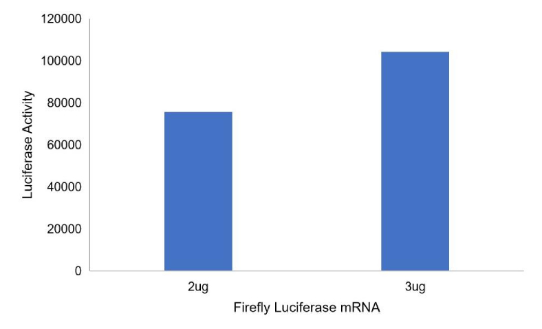 Firefly Luciferase mRNA after transfection