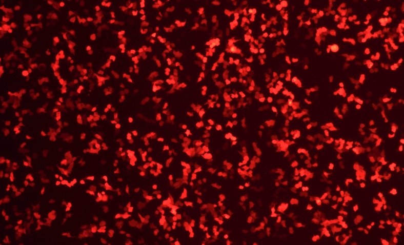 mCherry mRNA after transfection