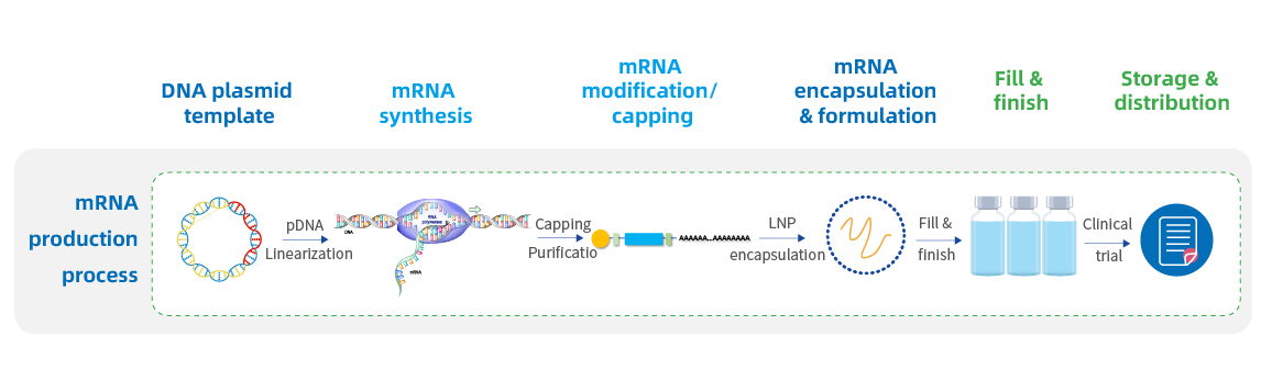 GMP mRNA production process