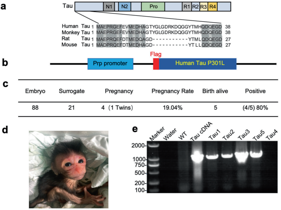 转基因(Tau)猴