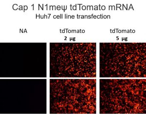 Cap 1 N1meψ tdTomato mRNA