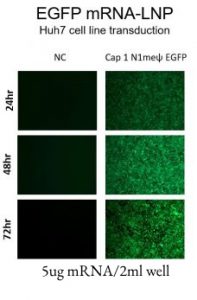 EGFP-mRNA-LNP-Huh7