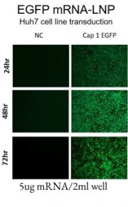 egfp-mrna-lnp