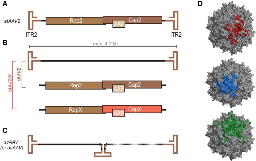 Fig 1 AAV Virus and Genomic Vector