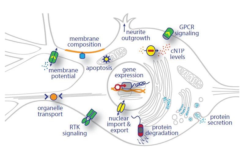 Figure 3 Subcellular Targets of Optogenetics