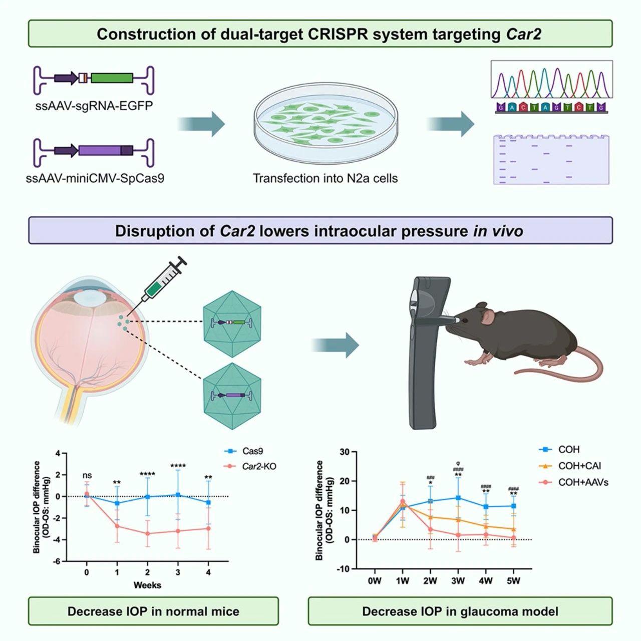 Graphical abstract of the paper