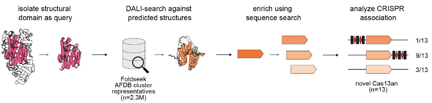 Ancestral CRISPR-Cas13 Ribonucleases Discovered