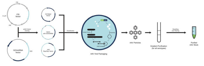 Figure 1. This schematic shows the steps involved in generating recombinant AAV by the triple-transfection method using plasmid DNA.