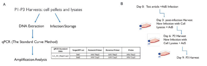 Figure 1. This schematic shows the steps involved in generating recombinant AAV by the triple-transfection method using plasmid DNA.