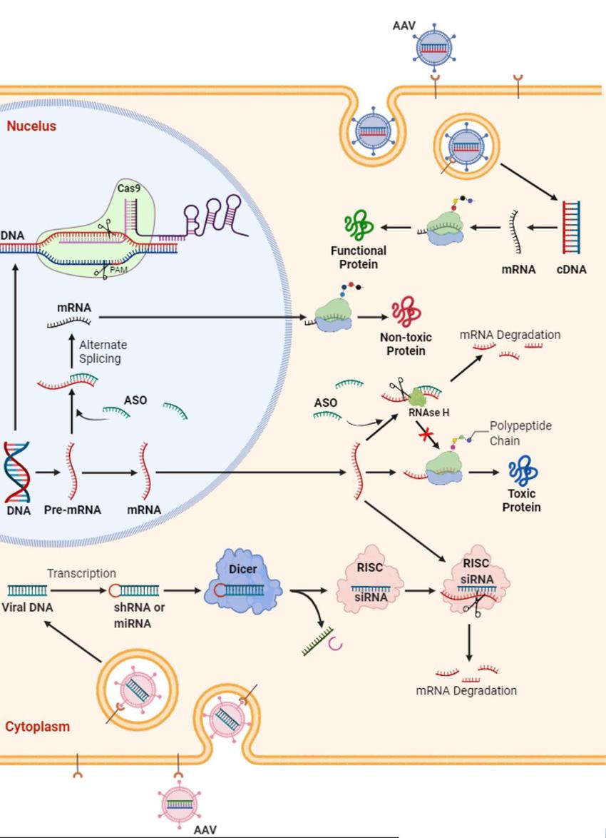 Schematic representation of potential strategies in gene therapy for amyotrophic lateral sclerosis