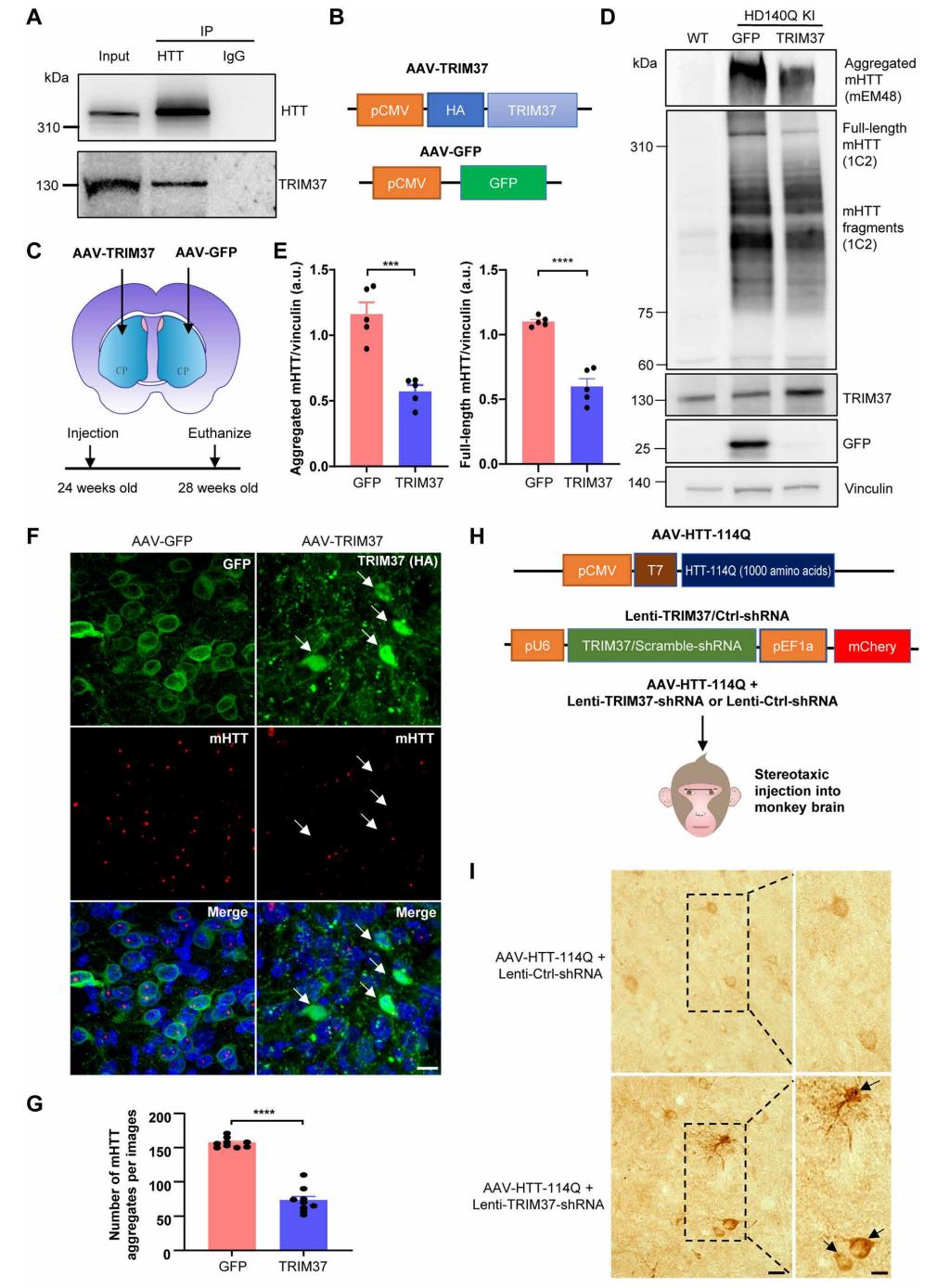 TRIM37 regulates mHTT aggregation in vivo