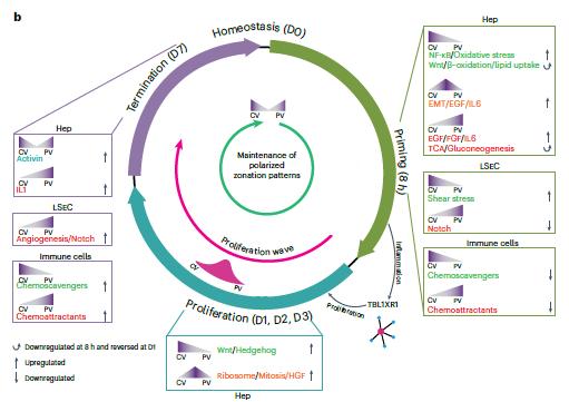 A Spatiotemporal Atlas of Mouse Liver