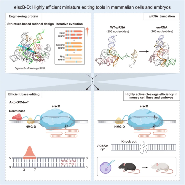 Highly efficient miniature editing tools in mammalian cells and embryos