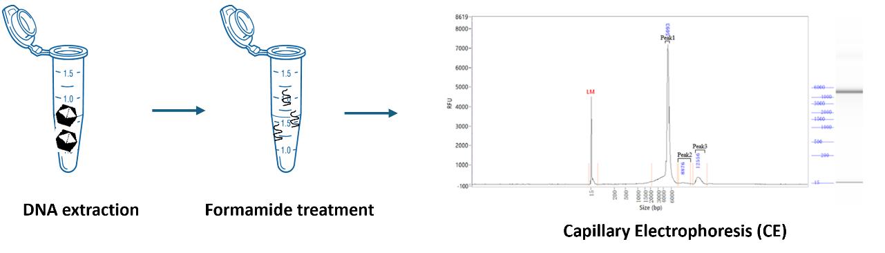 Process and sample results of AAV genome integrity analysis by CE