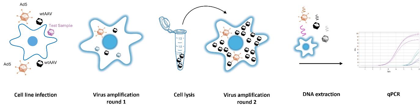 Process and sample results of qPCR-based rcAAV analysis