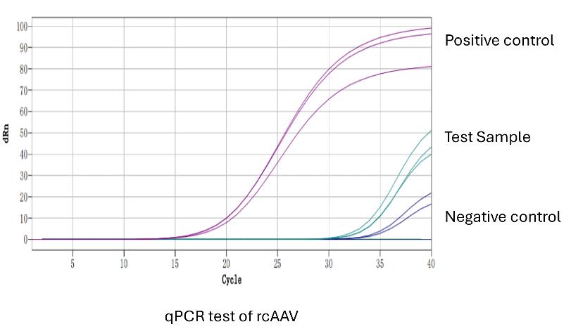 Process and sample results of qPCR-based rcAAV analysis2