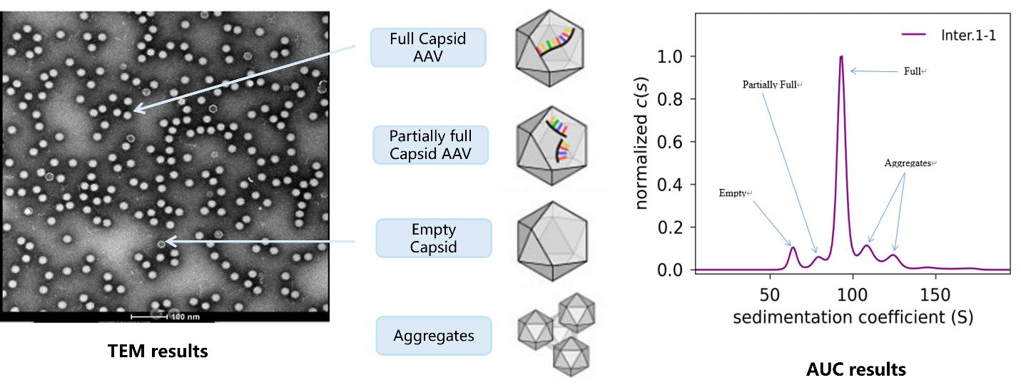 Sample results of AAV empty capsid rate analysis by AUC