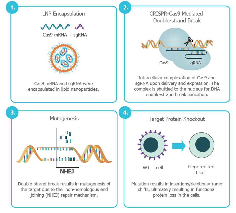 Gene editing with lipid nanoparticles in human primary T cells