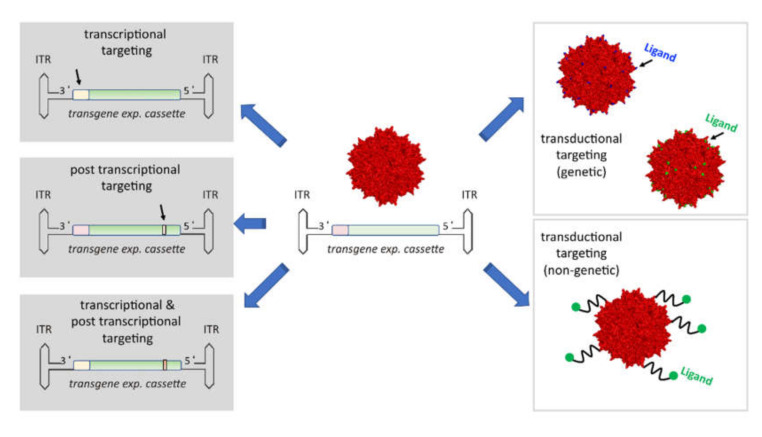 AAV Vectors in Cancer Therapy