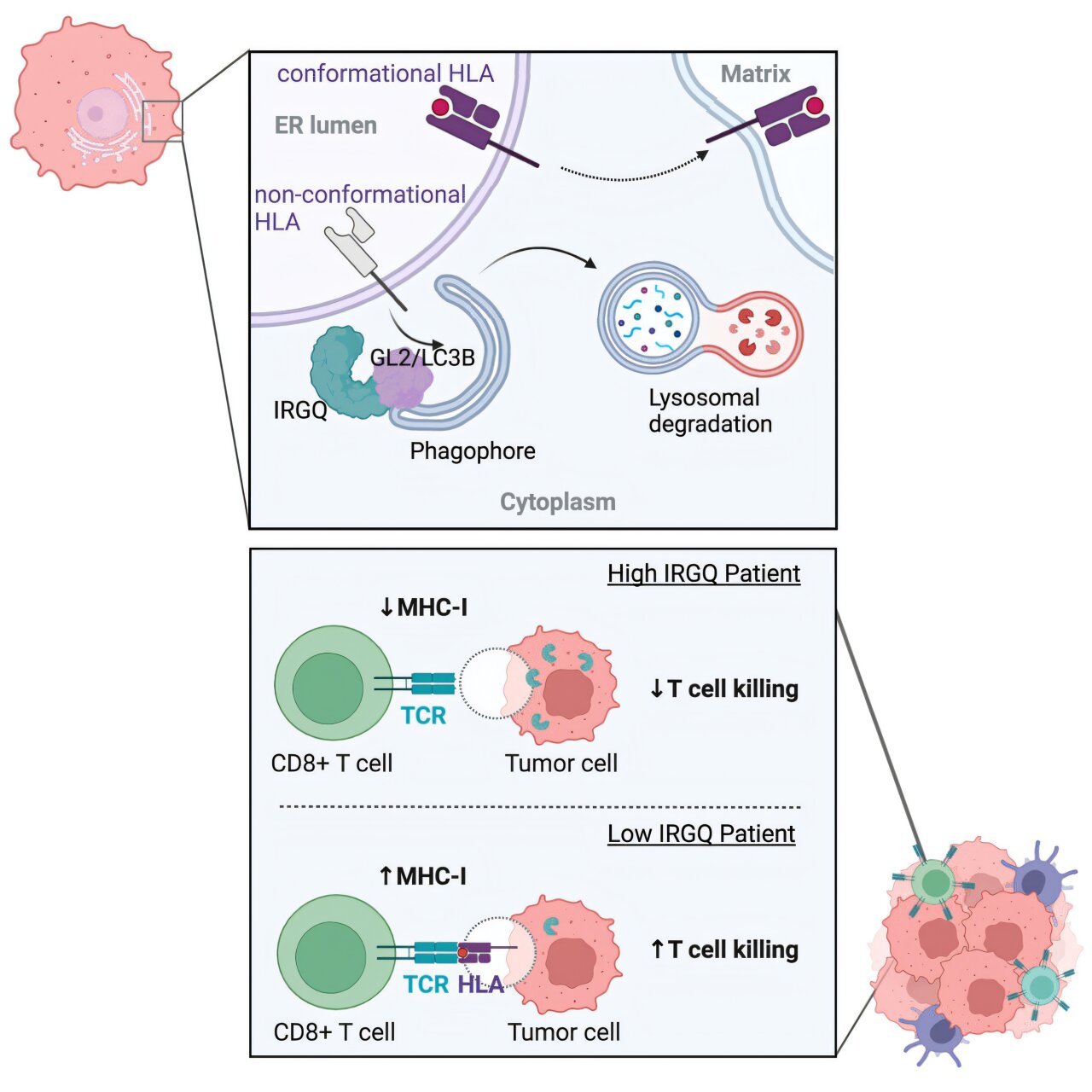 how-cancer-cells-escap