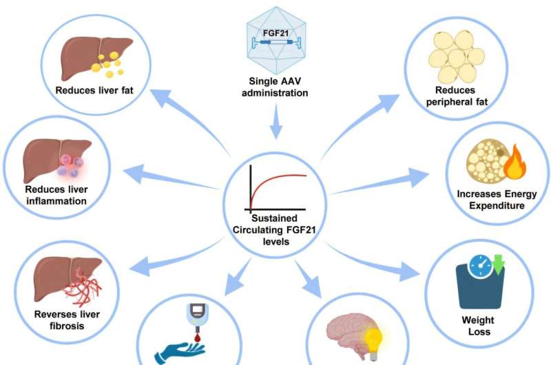 researchers-cure-liver